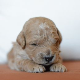 Goldendoodle Puppies from Maggies Doodles (maggiesdoodlesaz.com)