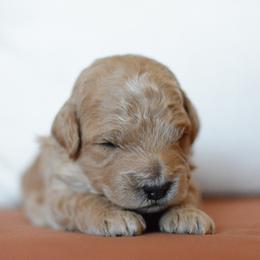 Goldendoodle Puppies from Maggies Doodles (maggiesdoodlesaz.com)