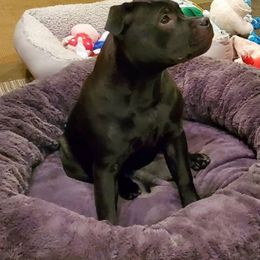 Staffordshire Bull Terrier Puppies from Chavier Staffords