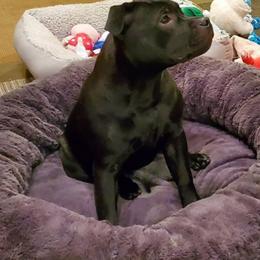 Staffordshire Bull Terrier Puppies from Chavier Staffords