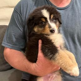 Artemis - Black tri male Miniature American Shepherd puppy in Ballico, California from SierraVu Minis