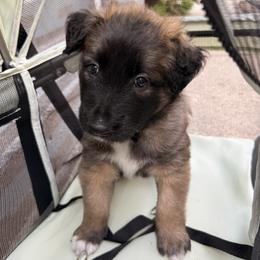Black Collar - Fawn and black male Belgian Tervuren puppy in Buffalo, New York from Nordstern Tervuren