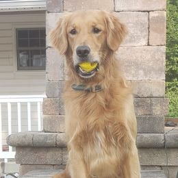Bubba - Golden Retriever