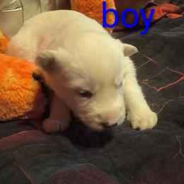 Green - White male Siberian Husky puppy in Porter Corners, New York from Twisted Gemstone Exotics