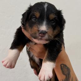 Green - Black tri-color male Australian Shepherd puppy in Gilbert, Arizona from Saltair Australian Shepherds