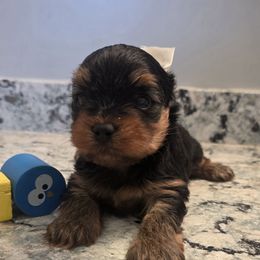 Myles - Black and tan male Yorkshire Terrier puppy in Clermont, Florida from Bella's Prissy Butts