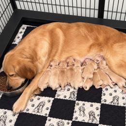 Male 2 - Light golden male Golden Retriever puppy in Rainier, Washington from Hanson’s NW Goldens & Doodles