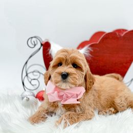 Sugar - Apricot female Goldendoodle puppy in North Carolina from NC Doodle Puppies