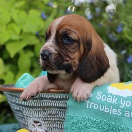 Coast - Mahogany and white female Basset Hound puppy in Pollock, Missouri from Northstar