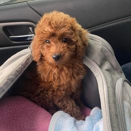 Girl 5 - Red  female Poodle puppy in Anaheim, California from Amelia's Poodles