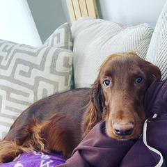 Irish Doodles from Mountain West Puppies