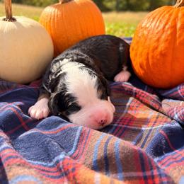 Sourdough - Tri-color female Bernedoodle puppy in Travelers Rest, South Carolina from Bernedoodle.do