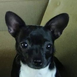 Chihuahuas from Honesty's Chihuahuas