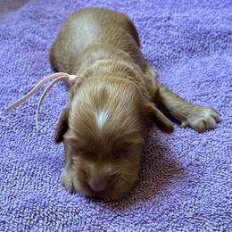 Light pink - Tri-color female Australian Labradoodle puppy in Fontana, California from Grammy's Puppy Love doodles and poodles