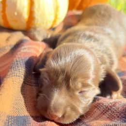 Tiffany - Chocolate female Dachshund puppy in Mabank, Texas from Lovin’ Li’s Furry Sausages