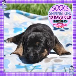 SOCKS IS SUPERB - Black and red female German Shepherd puppy in Murrieta, California from Diamond Oaks German Shepherds