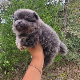 Tina Belcher - Blue and tan female Pomeranian puppy in Smithville, Texas from Lafary Poms