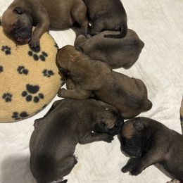 Bullmastiff Puppies from Curnwood’s Bullmastiff’s