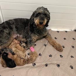 Tiana - Red merle female Aussiedoodle puppy in Upper Lake, California from Redwood Aussiedoodles