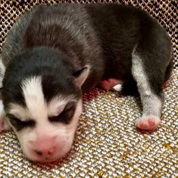 Polaris - Black and white male Siberian Husky puppy in Columbus, Nebraska from Happy Howlin' Smokey Mountain Huskies