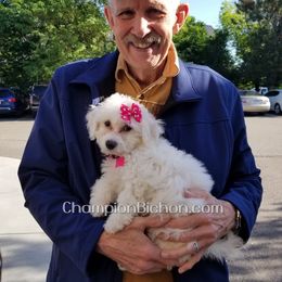 Bichon Frise Puppies from Champion Bichon