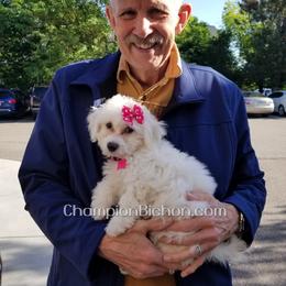 Bichon Frise Puppies from Champion Bichon