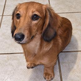 Grace - Dachshund