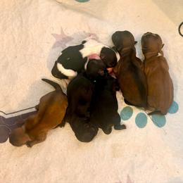 Hercules - Brindle and white male Shih Tzu puppy in Stroud, Oklahoma from Laik’s Little Shihtz & Poms