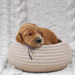 Purple collar - Jasmine - Red  female Goldendoodle puppy in Duncan, South Carolina from Abner Creek Poodles & Doodles