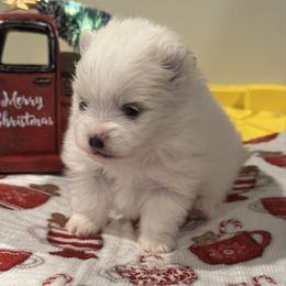 Isabella - Cream parti female Pomeranian puppy in New Lenox, Illinois from Illinois Poms