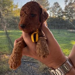 Faith - Red  female Poodle puppy in Osyka, Mississippi from Southern Sunshine Standards