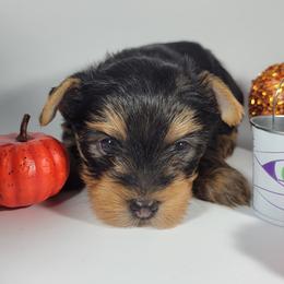 Red collar boy - Black and tan male Yorkshire Terrier puppy in Jacksonville, Florida from Yorkieology