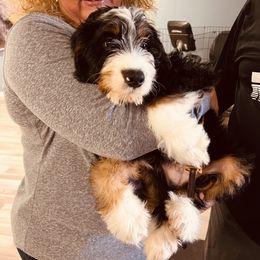 Goldendoodle Puppies from Labradoodleday