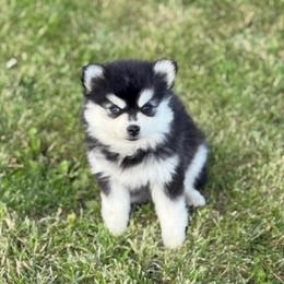 Jessie - Black and white female Pomsky puppy in Lewiston, Minnesota from Family Pomsky