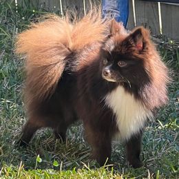Hazel - Pomeranian