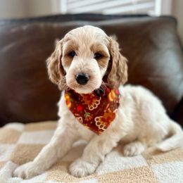 Donald - Parti male Goldendoodle puppy in Taylorsville, North Carolina from Doggone Dixie Doodles