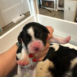 Keaton - Black and white male English Springer Spaniel puppy in Borrego Springs, California from Desert Willow Kennel