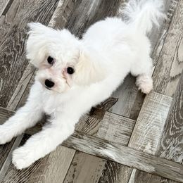 Pistol 3500 - White male Maltipoo puppy in Wayland, New York from Loris Pampered Pooches💕