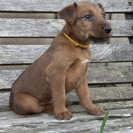 Irish Terrier and Scottish Terrier Puppies from Avonlea Terriers