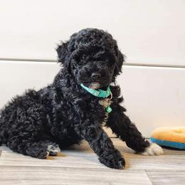 Aussiedoodle and Goldendoodle Puppies from JMR Aussies and Doodles