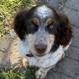 Penny - English Springer Spaniel