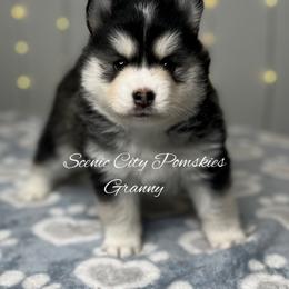 Granny - Black and white female Pomsky puppy in Rossville, Georgia from Scenic City Pomskies