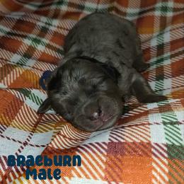 Braeburn - Merle male Goldendoodle puppy in Beecher, Illinois from Erica’s Doodles