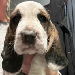 Rodeo - Black white and brown male Basset Hound puppy in Loup City, Nebraska from WoodKrick Bassets