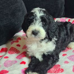Toby - Aussiedoodle puppy in Suisun City, California from Spandoodles