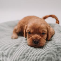 Green Boy Cavapoo - Apricot male Cavapoo puppy in Mckinney, Texas from Doodles of North Tx