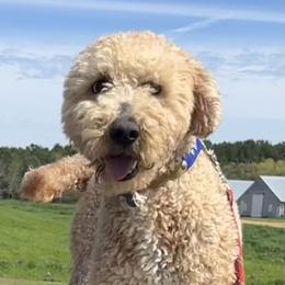 Nash - Apricot male Goldendoodle puppy in Wesson, Mississippi from Southern Country Doodles