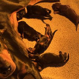 Green - Black and rust male Doberman Pinscher puppy in Medina, Tennessee from Valorosa Doberman Kennel
