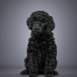 Poodle Puppies from Firefly Farm Poodles