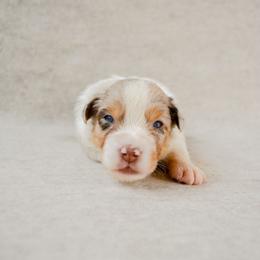 Washington - Red merle male Australian Shepherd puppy in Aberdeen, North Carolina from Huckleberry Hill Aussies LLC.